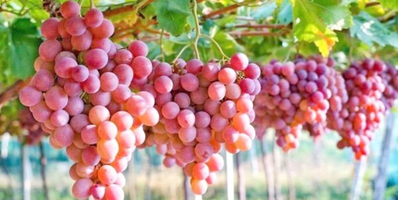 برداشت بالغ بر ۳۰۰ تن انگور از تاکستان‌های عنبرآباد